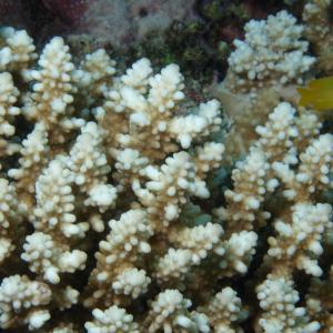 Acropora secale