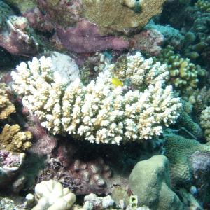 Acropora secale