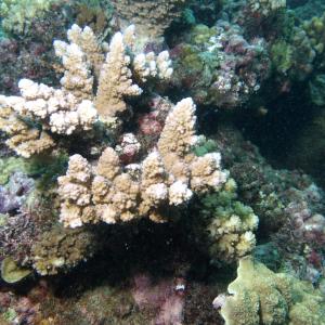 Acropora lutkeni