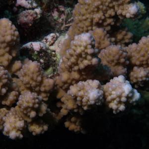 Acropora lutkeni