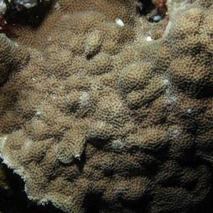 Porites vaughani