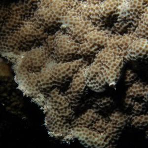 Porites vaughani