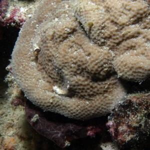 Porites murrayensis