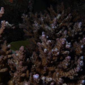 Acropora solitaryensis