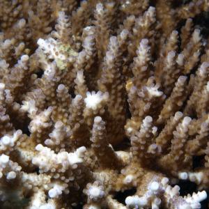 Acropora valida