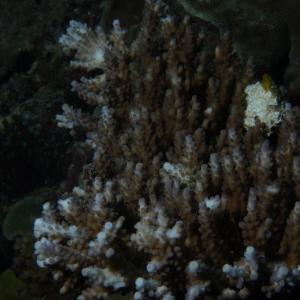 Acropora valida