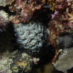 Montastrea valenciennesi