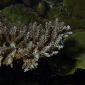 Acropora donei