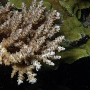 Acropora donei