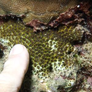Leptastrea inaequalis