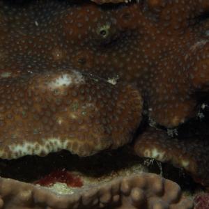 Favia stelligera