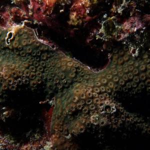 Cyphastrea microphthalma