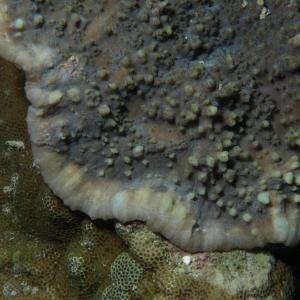 Echinophyllia aspera
