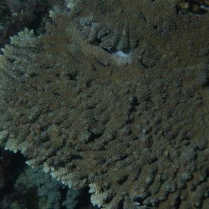 Acropora clathrata