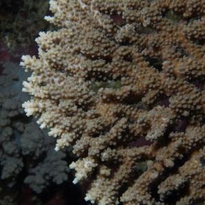 Acropora clathrata