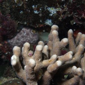 Palauastrea ramosa