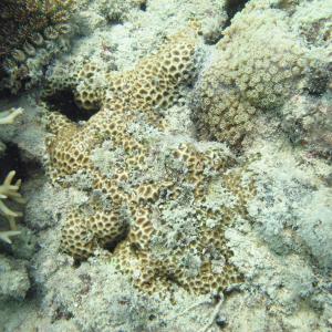 Leptastrea purpurea