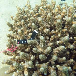 Acropora samoensis