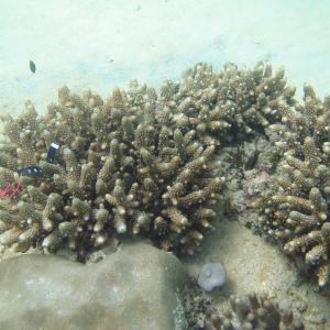 Acropora samoensis