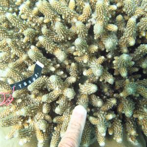 Acropora samoensis