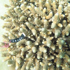 Acropora samoensis