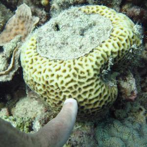 Goniastrea favulus