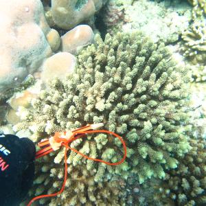 Acropora prostrata