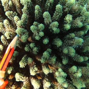 Acropora prostrata