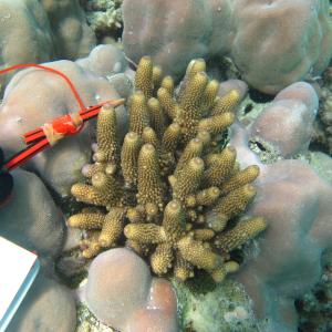 Acropora humilis
