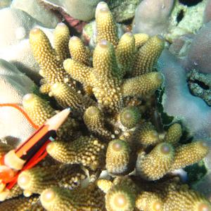 Acropora humilis