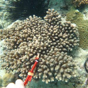 Acropora sarmentosa