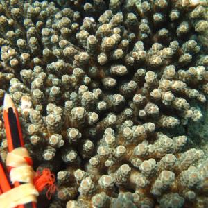 Acropora sarmentosa