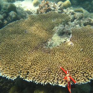 Acropora hyacinthus