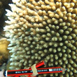 Acropora hyacinthus