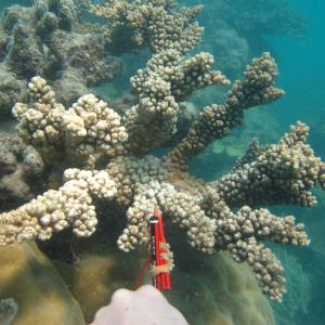 Acropora florida