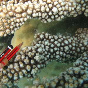Acropora florida