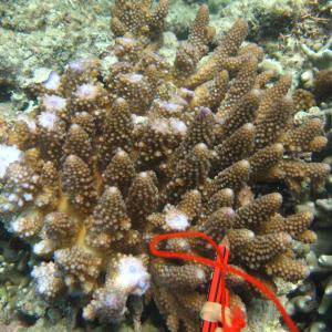Acropora gemmifera