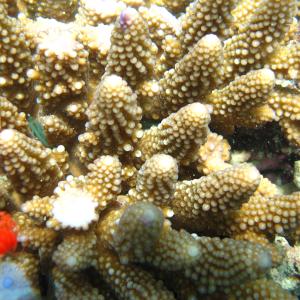 Acropora gemmifera