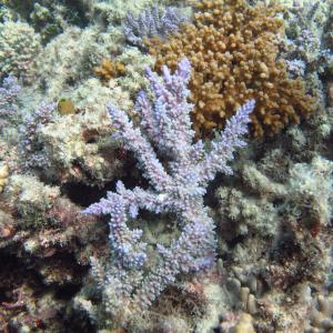 Acropora horrida