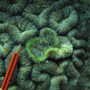 Lobophyllia hemprichii