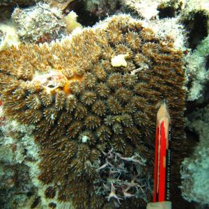 Galaxea fascicularis