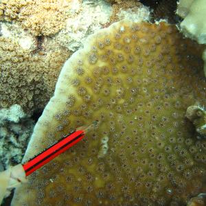 Echinopora lamellosa