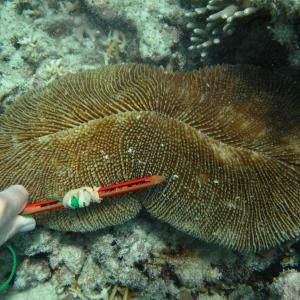 Ctenactis echinata