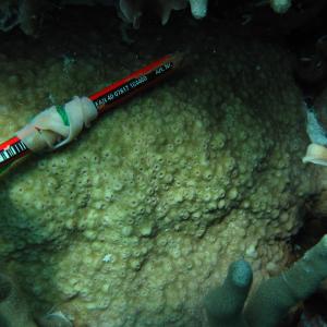 Astreopora listeri