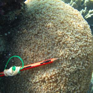 Physogyra lichtensteini