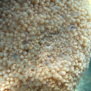 Physogyra lichtensteini