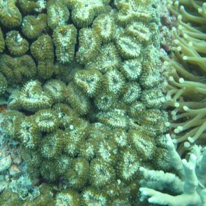 Lobophyllia corymbosa