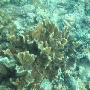 Pectinia paeonia