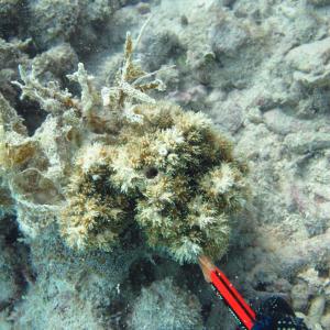 Galaxea acrhelia