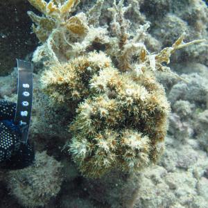 Galaxea acrhelia